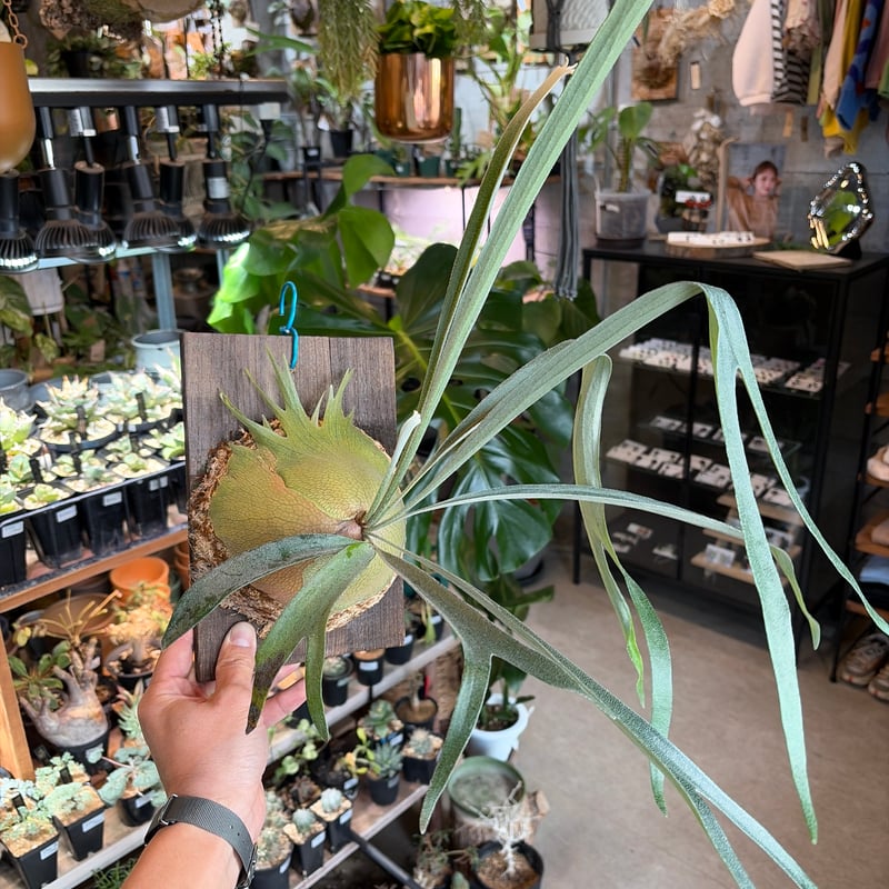 ビカクシダ 'ライディーン' | GREEN LUCK