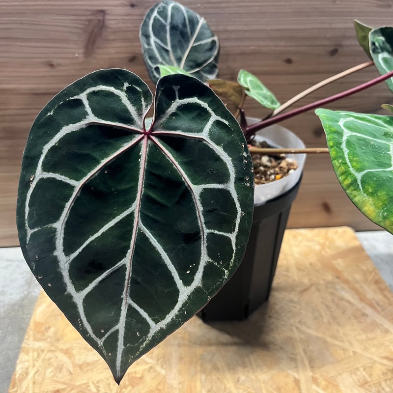 アンスリウム ジャンニーナ | GREEN LUCK