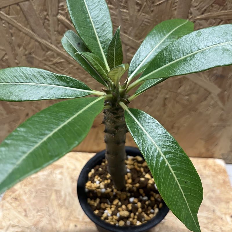 パキポディウム バロニー | GREEN LUCK