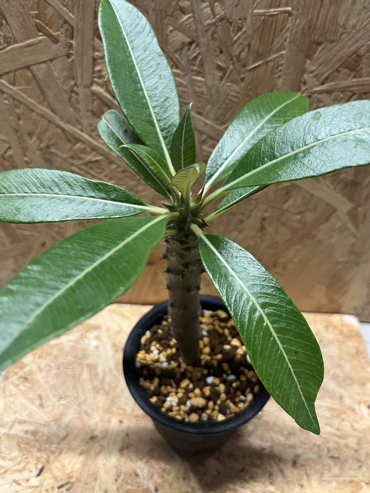 超希少 パキポディウム バロニー ダブルヘッド ツーヘッド 分頭 発根済 パキポディウム バロニー 2頭【2】 | mana's farm:塊根植物・アガベ