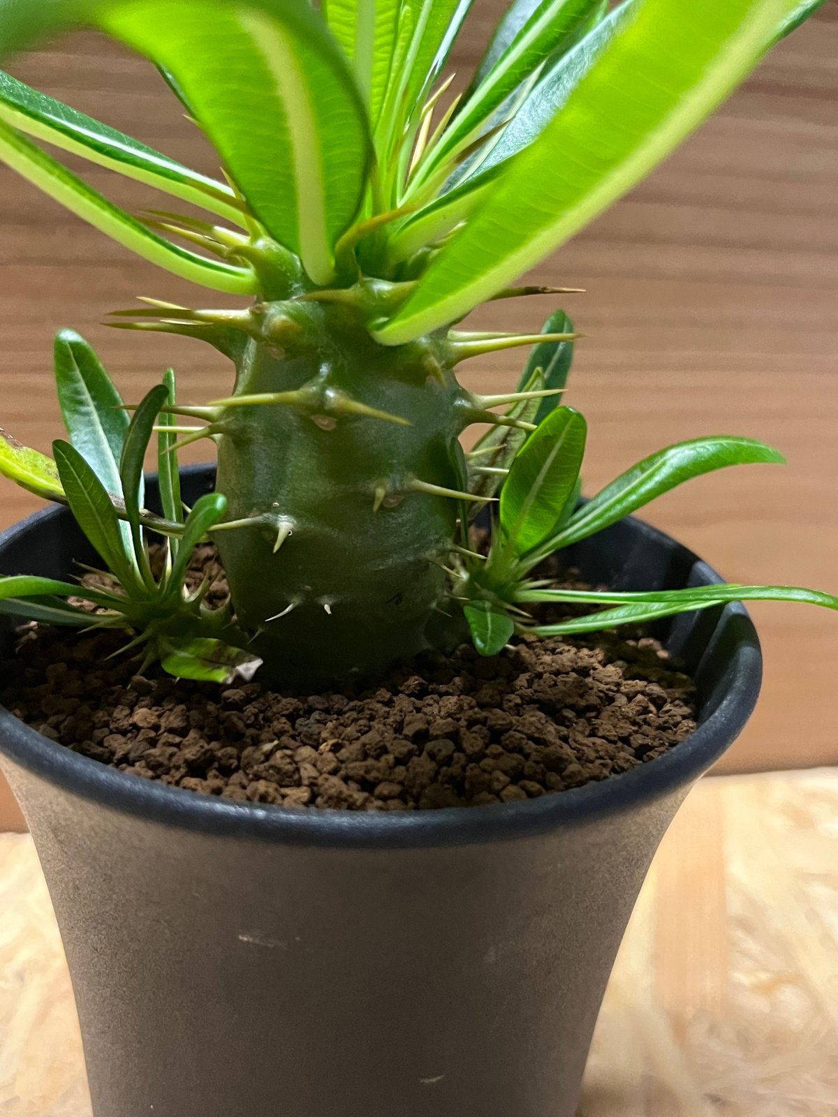 パキポディウム　アンボンゲンセ　a パキポディウム アンボンゲンセ | STELLA.PLANTS