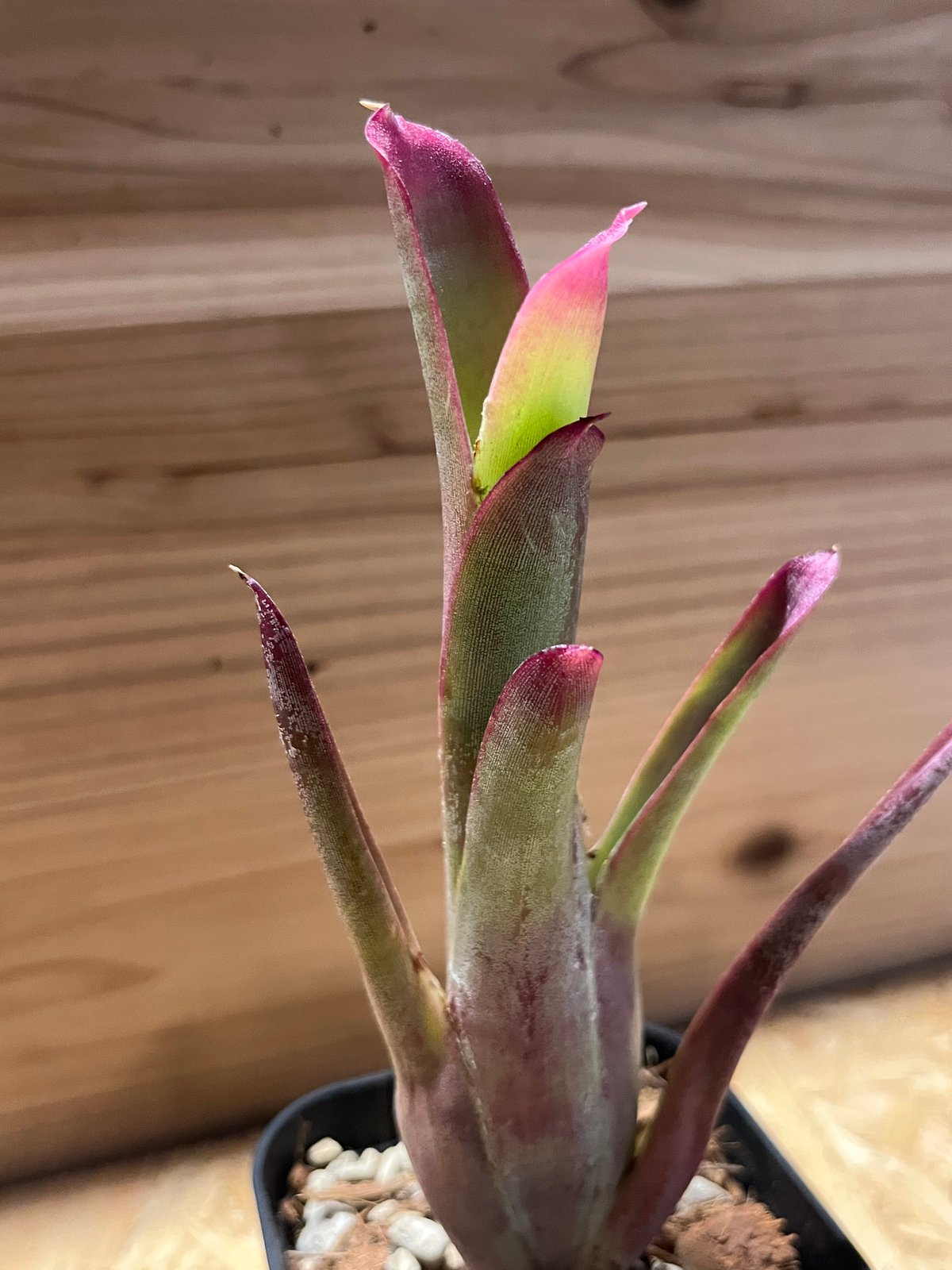 [最終値下]Neoregelia bahiana ネオレゲリア　バヒアナ ネオレゲリア バヒアナ | GREEN LUCK