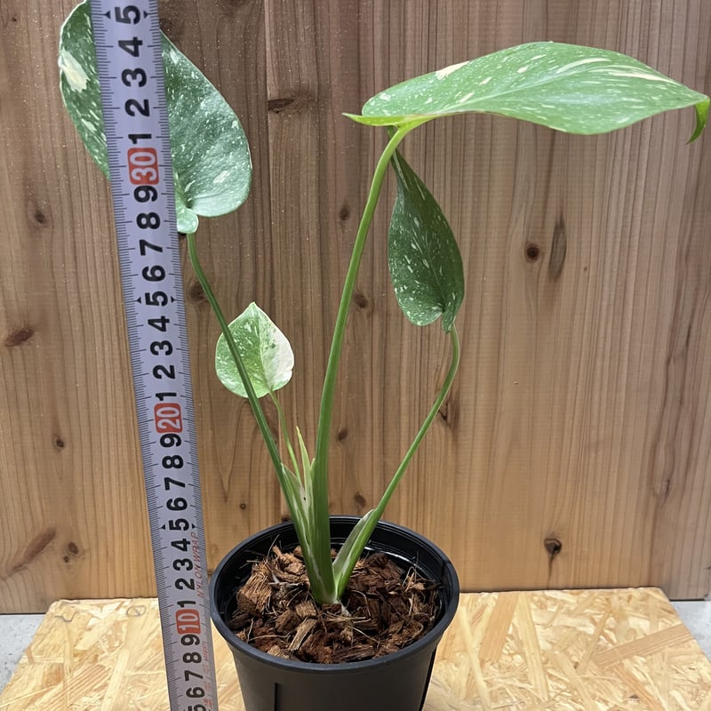 斑入りモンステラ イエローモンスター 10 | GREEN LUCK