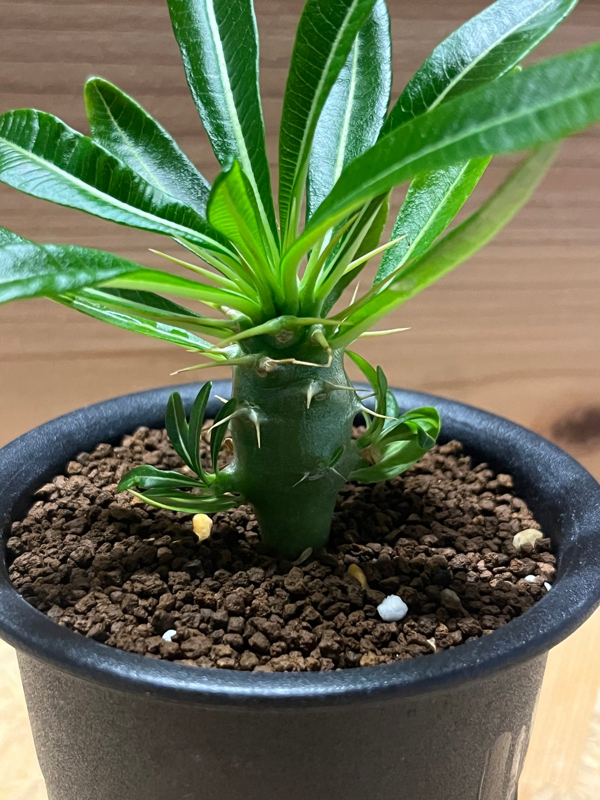 パキポディウム　アンボンゲンセ パキポディウム アンボンゲンセ 実生 大株 引取り限定 LF34 多肉