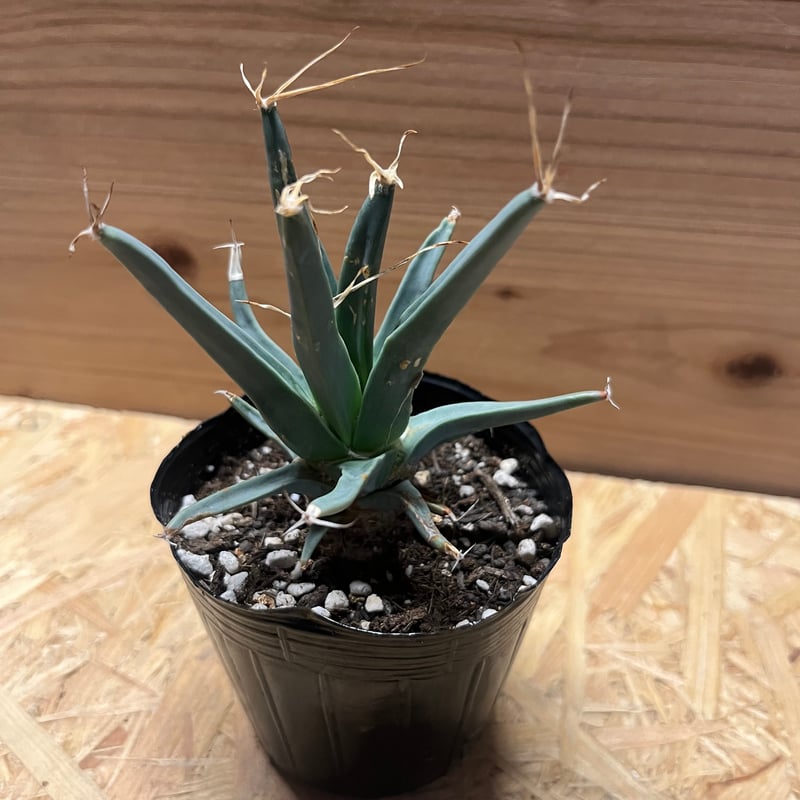 レウクテンベルギア プリンキピス 晃山 | GREEN LUCK