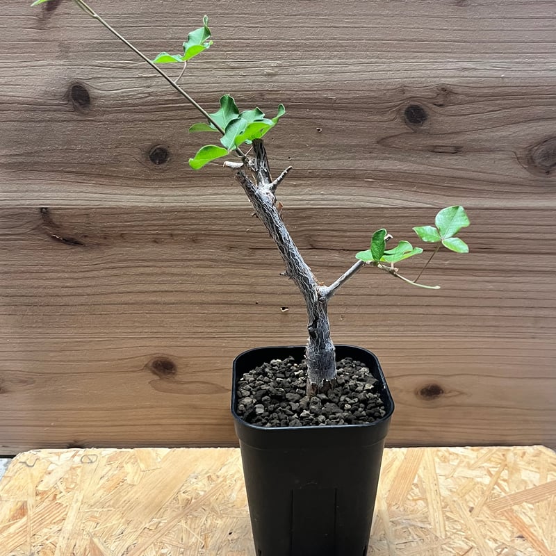 コミフォラ オルビクラリス | GREEN LUCK