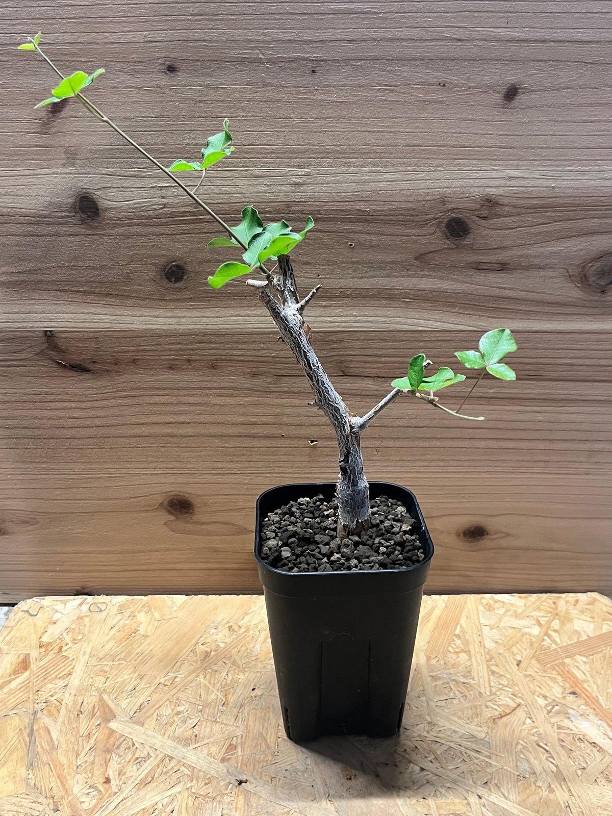 コミフォラ オルビクラリス | GREEN LUCK