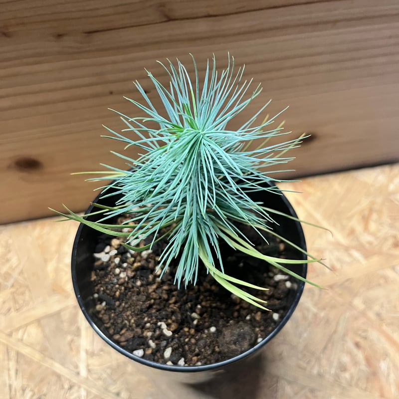 マルチネスピニョンマツ 楽天市場】【現品・現物】ピニョン松・マルチネスピニョンマツ