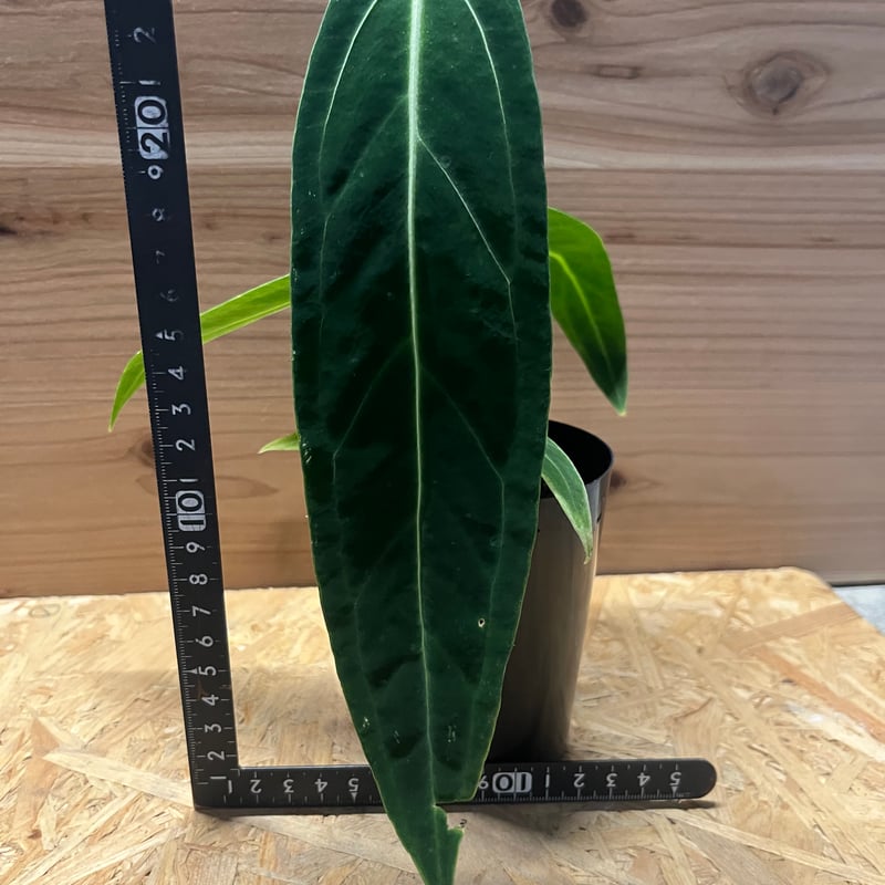 アンスリウム ワロクアナム | GREEN LUCK