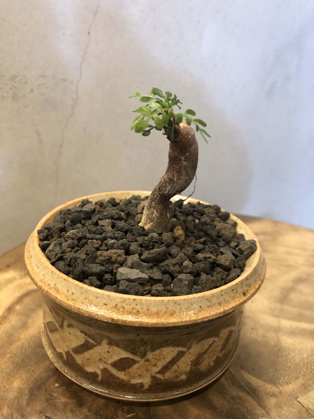 オペルクリカリア パキプス ワイヤーアート