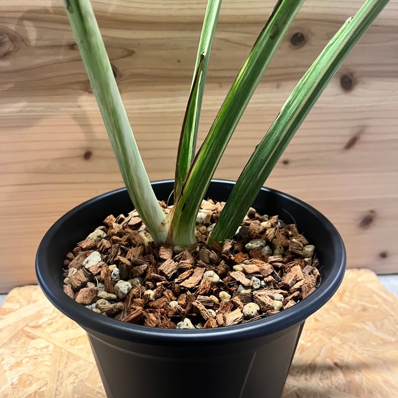 【3457828】モンステラ デリシオーサ レガシー モンステラ デリシオーサ レガシー 【公式通販】