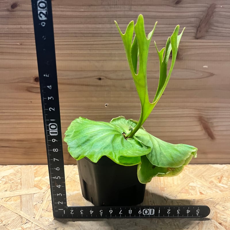 ビカクシダ リドレイ シン | GREEN LUCK