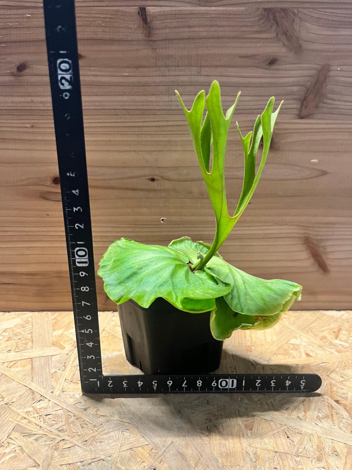 ビカクシダ リドレイ シン | GREEN LUCK