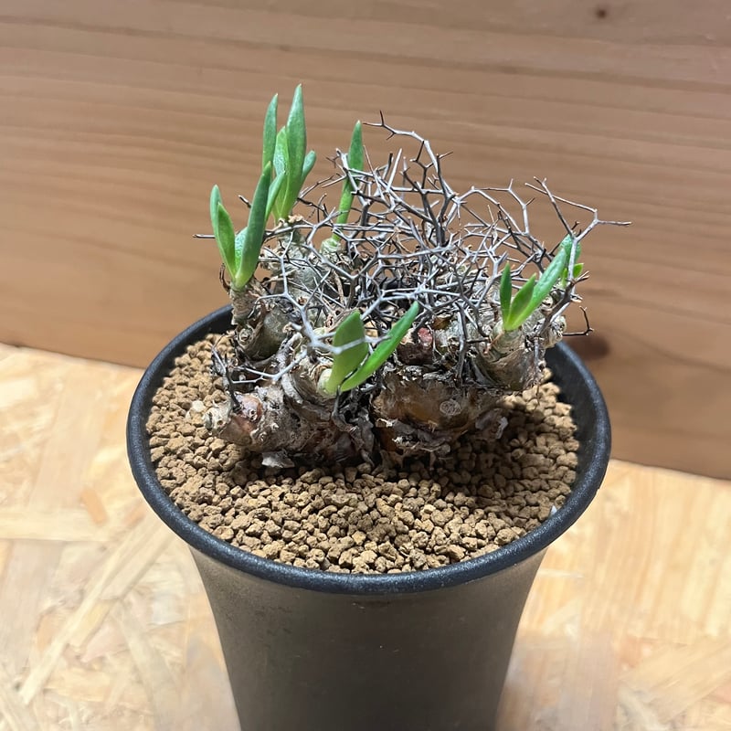 チレコドン レティキュラーツス 万物想 | GREEN LUCK