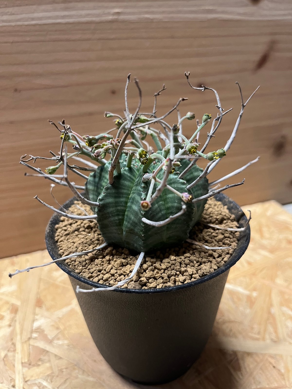 ユーフォルビア スーパーバリダ 雄株 | GREEN LUCK