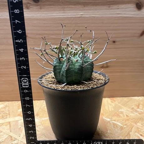 ユーフォルビア　スーパーバリダ　雄株