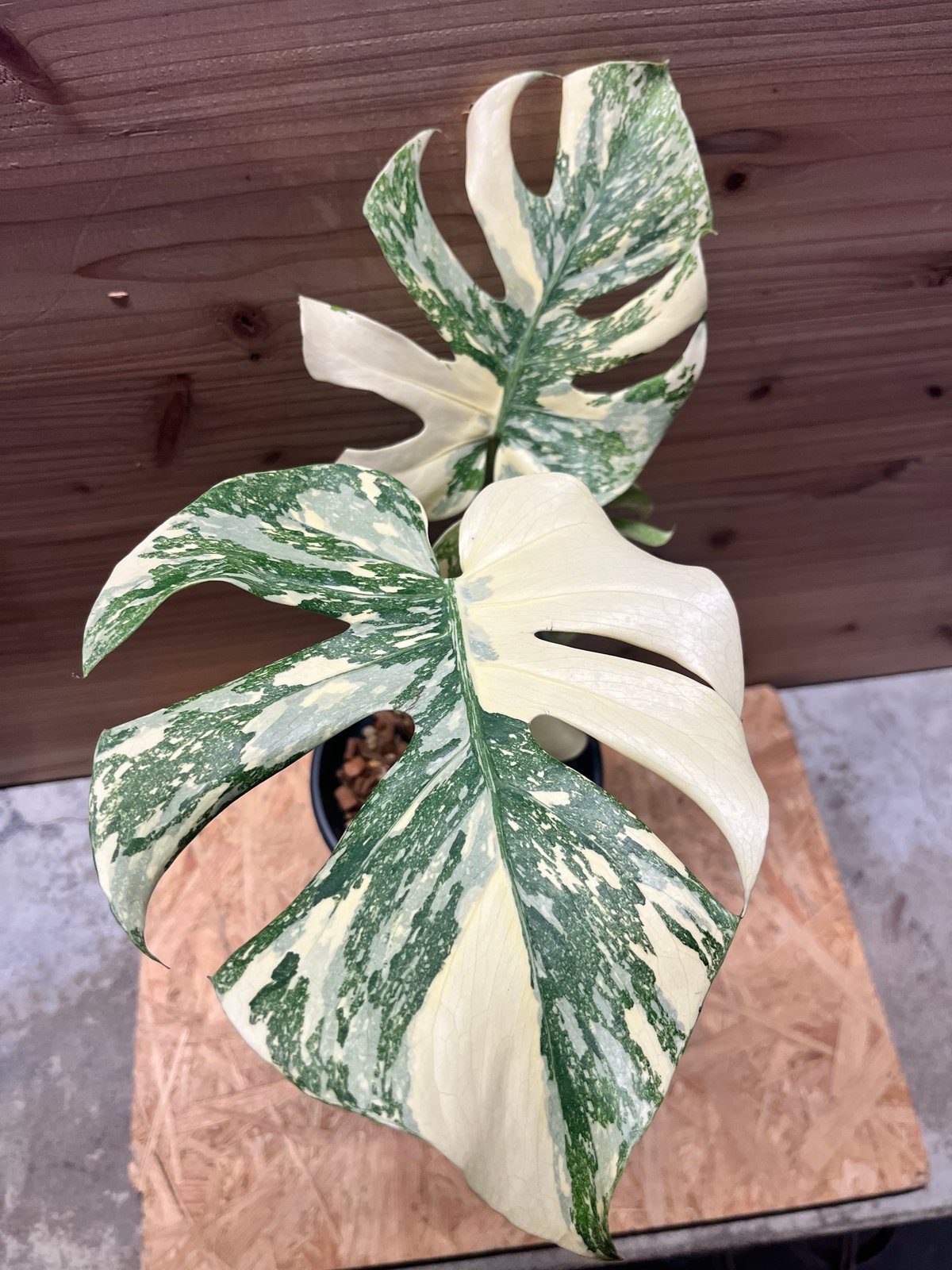 モンステラ デリシオーサ 'アイボリー' | GREEN LUCK