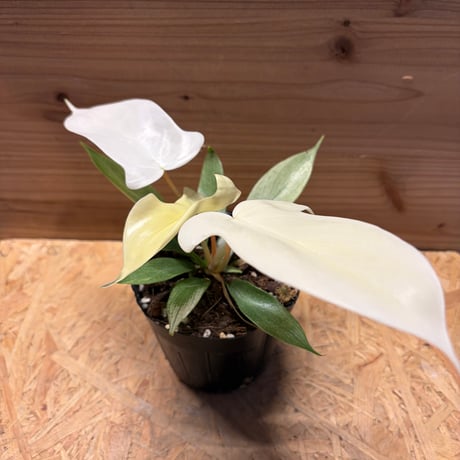 フィロデンドロン | STORES