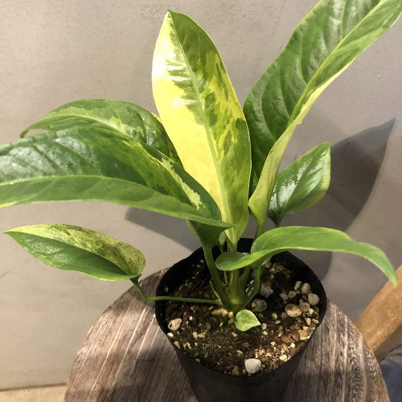 観葉植物アンスリウム フーケリー 斑入り - www.tbdsolutions.com