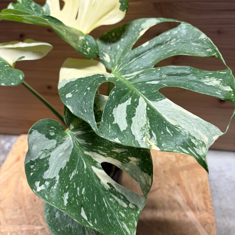 モンステラ デリシオーサ タイコンステレーション | GREEN LUCK