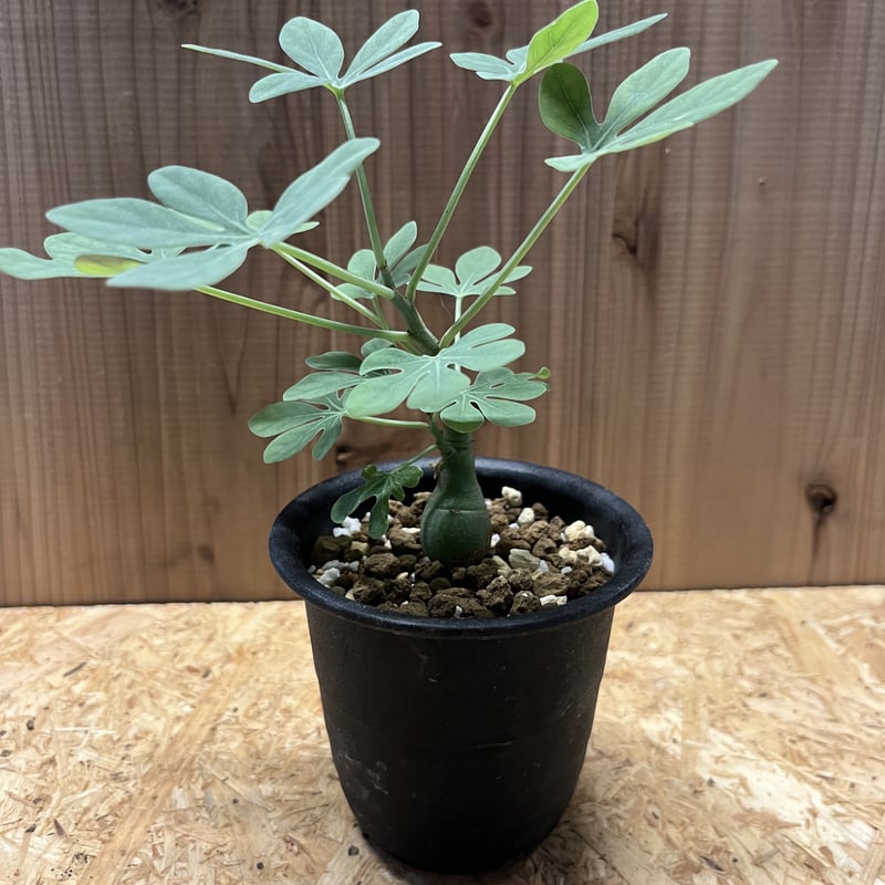 アデニア グラウカ | GREEN LUCK