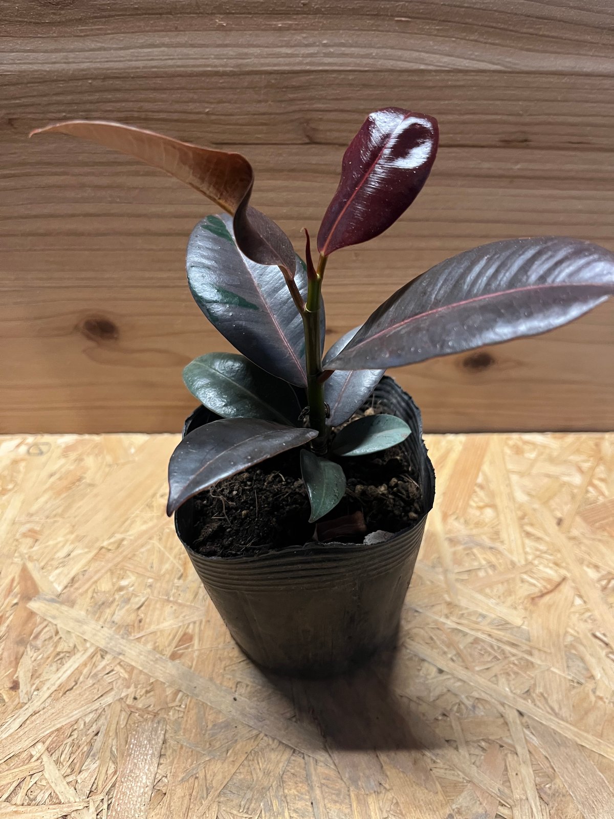 フィカス ブルールビー | GREEN LUCK