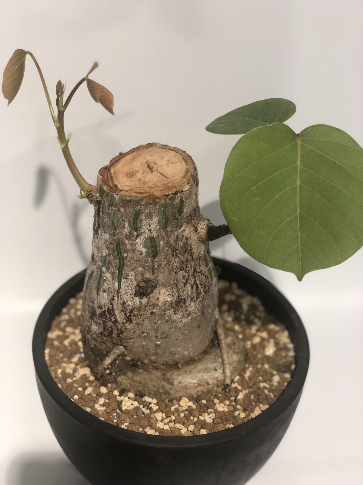 ボンバックス ボンバックス エリプティクム | GREEN LUCK