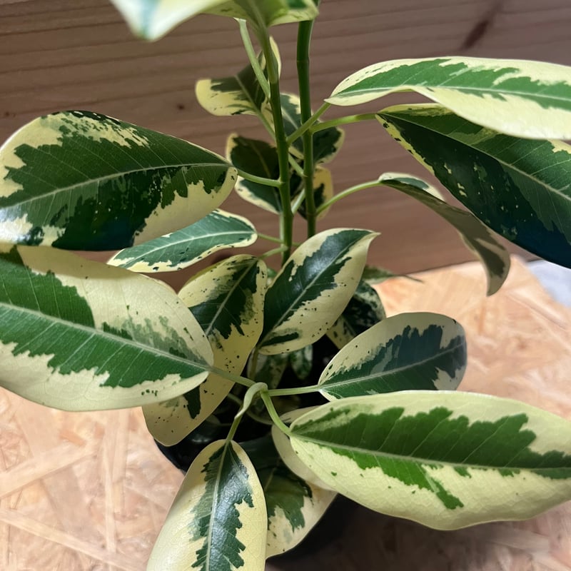 フィカス ルビキノーサ 斑入りフランスゴム | GREEN LUCK