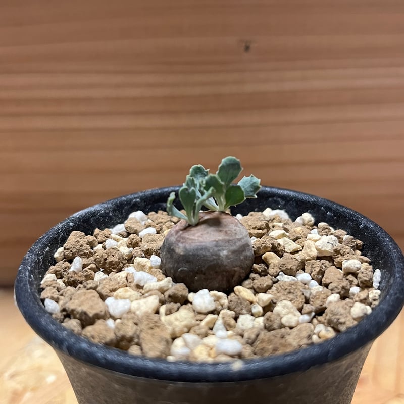 H*H様 オトンナ カカリオイデス 実生4年生4株セット オトンナ カカリオイデス 実生 | GREEN LUCK