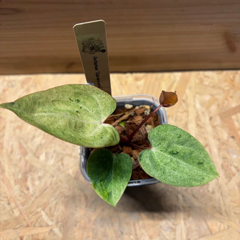 アンスリウム ケ セラ セラ | GREEN LUCK