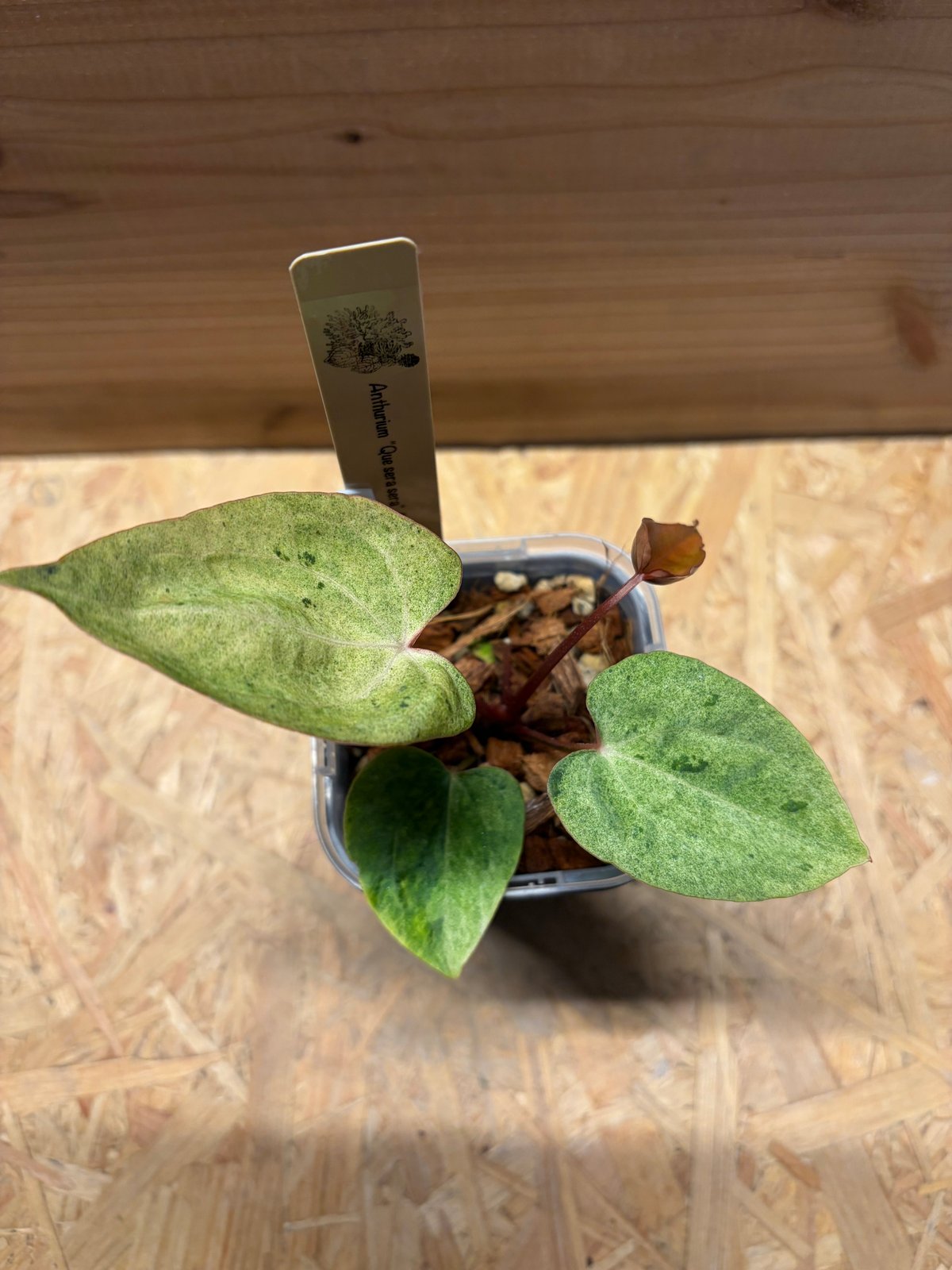 アンスリウム ケ セラ セラ | GREEN LUCK