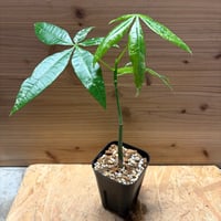 パキラ　グラブラ　斑入り