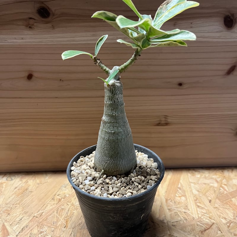 親父93　　斑入り　アデニウム・オベスム　 Adenium Ｏbesum アデニウム：オベスム デーンカオ（斑入り）4号鉢植え の通販