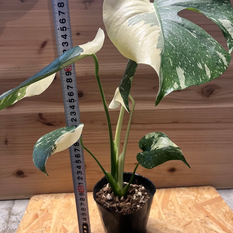 モンステラ　イエローモンスター　斑入り 斑入りモンステラ イエローモンスター | GREEN LUCK