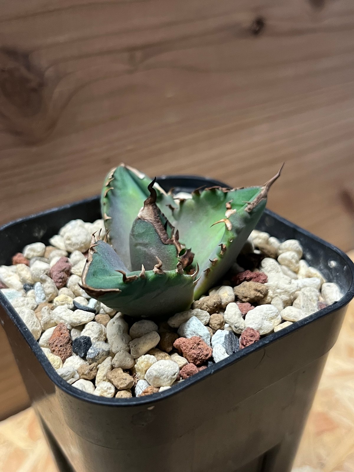 アガベ チタノタ ホワイトファイヤー | GREEN LUCK