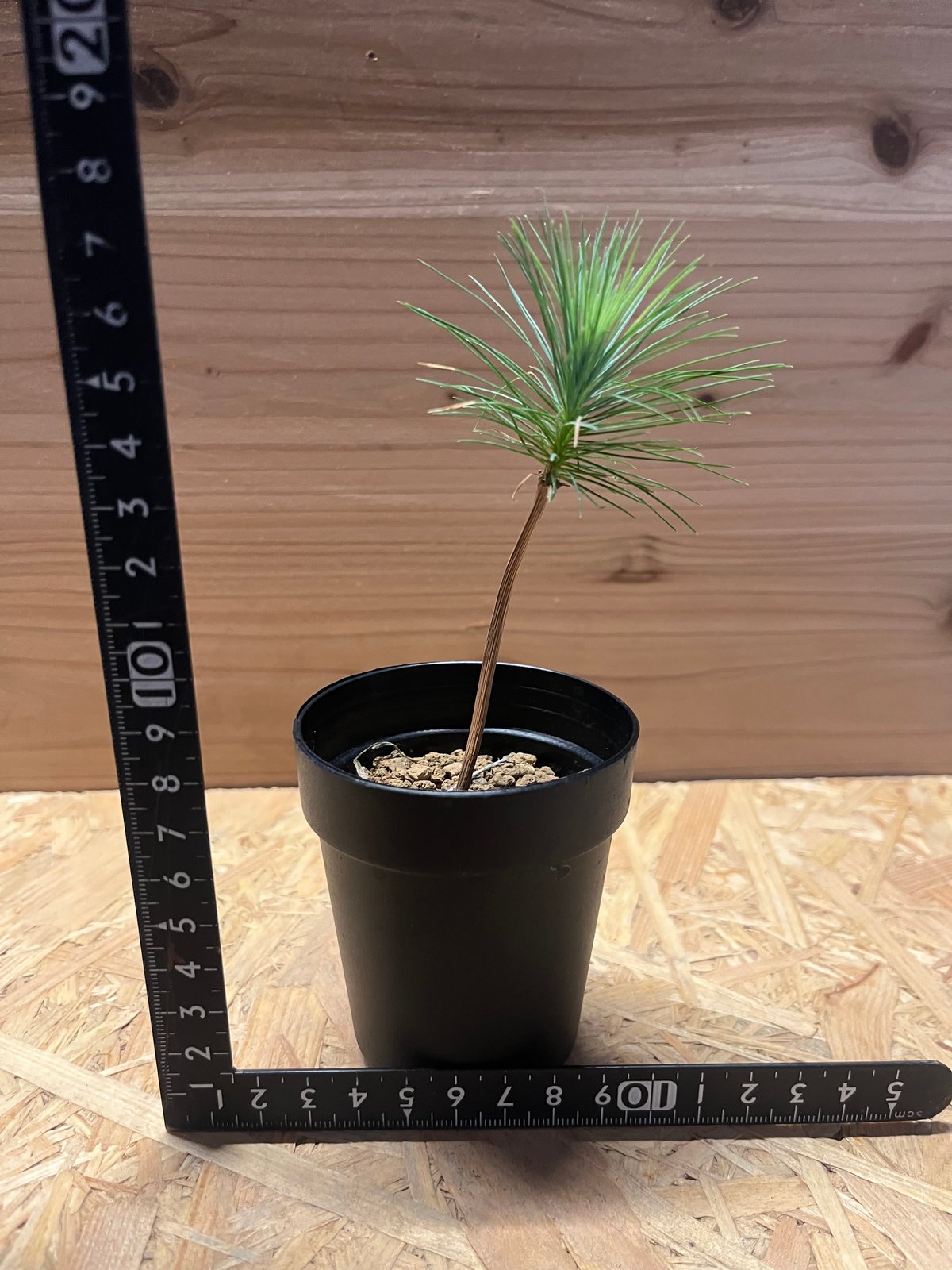 マルチネス ピニョンマツ | GREEN LUCK