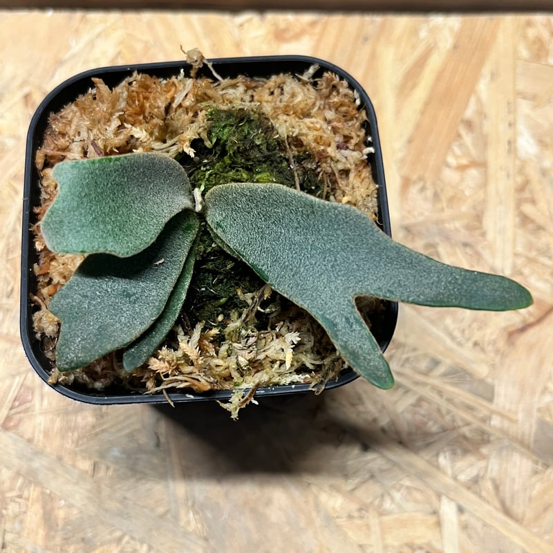 ビカクシダ ジェニー | GREEN LUCK