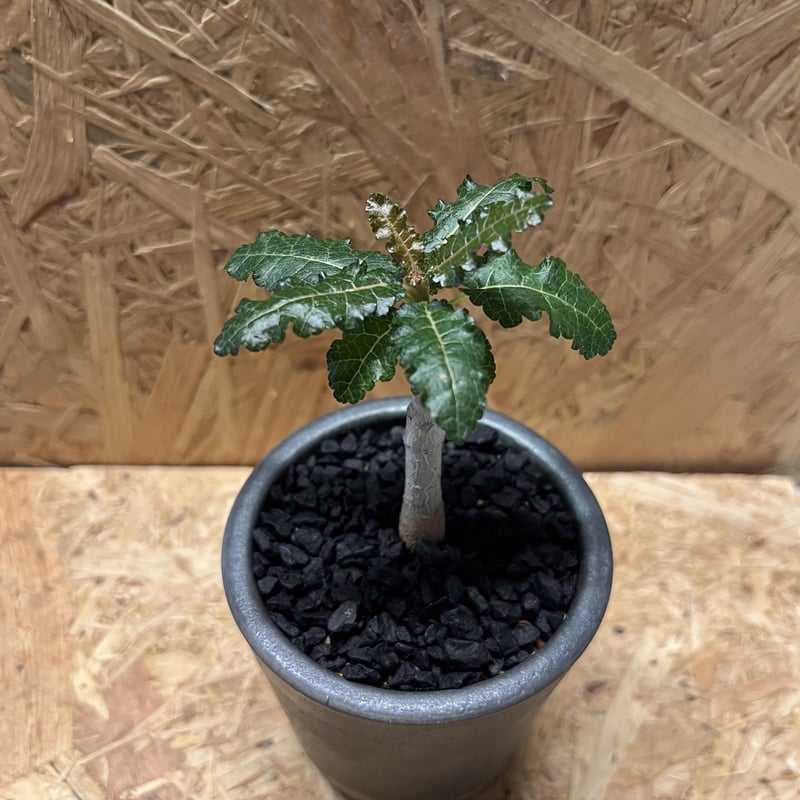 ボスウェリア ナナ×伝市鉢 | GREEN LUCK