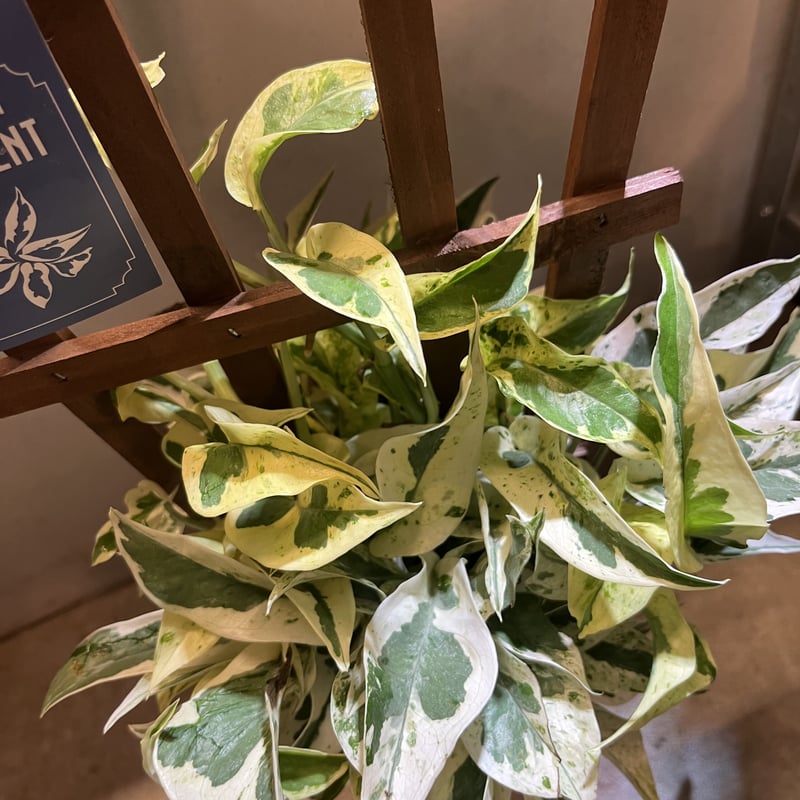 ★Rara★様 ポトスエクセレント6鉢メルカリ便 ☆Rara☆様 ポトスエクセレント6鉢メルカリ便