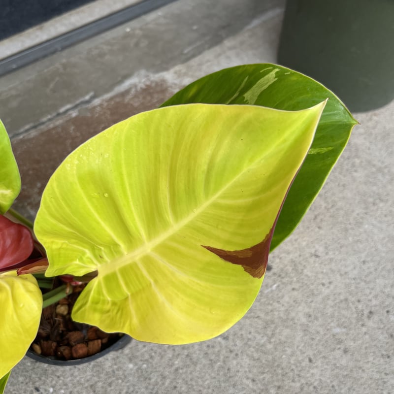 超希少❗️美斑❗️フィロデンドロン　インペリアル　イエローフレーム✨ フィロデンドロン インペリアルイエローフレーム | GREEN LUCK