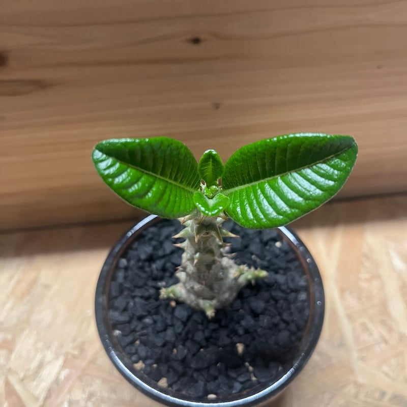 パキポディウム ウィンゾリー × Resin pot パキポディウム ウィンゾリー × Resin pot
