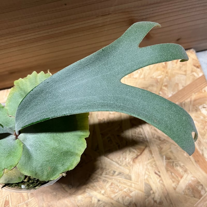 【大株】P.veitchii x wilinckii ウィリンキー　ベイチー 大株】P.veitchii x wilinckii ウィリンキー ベイチー