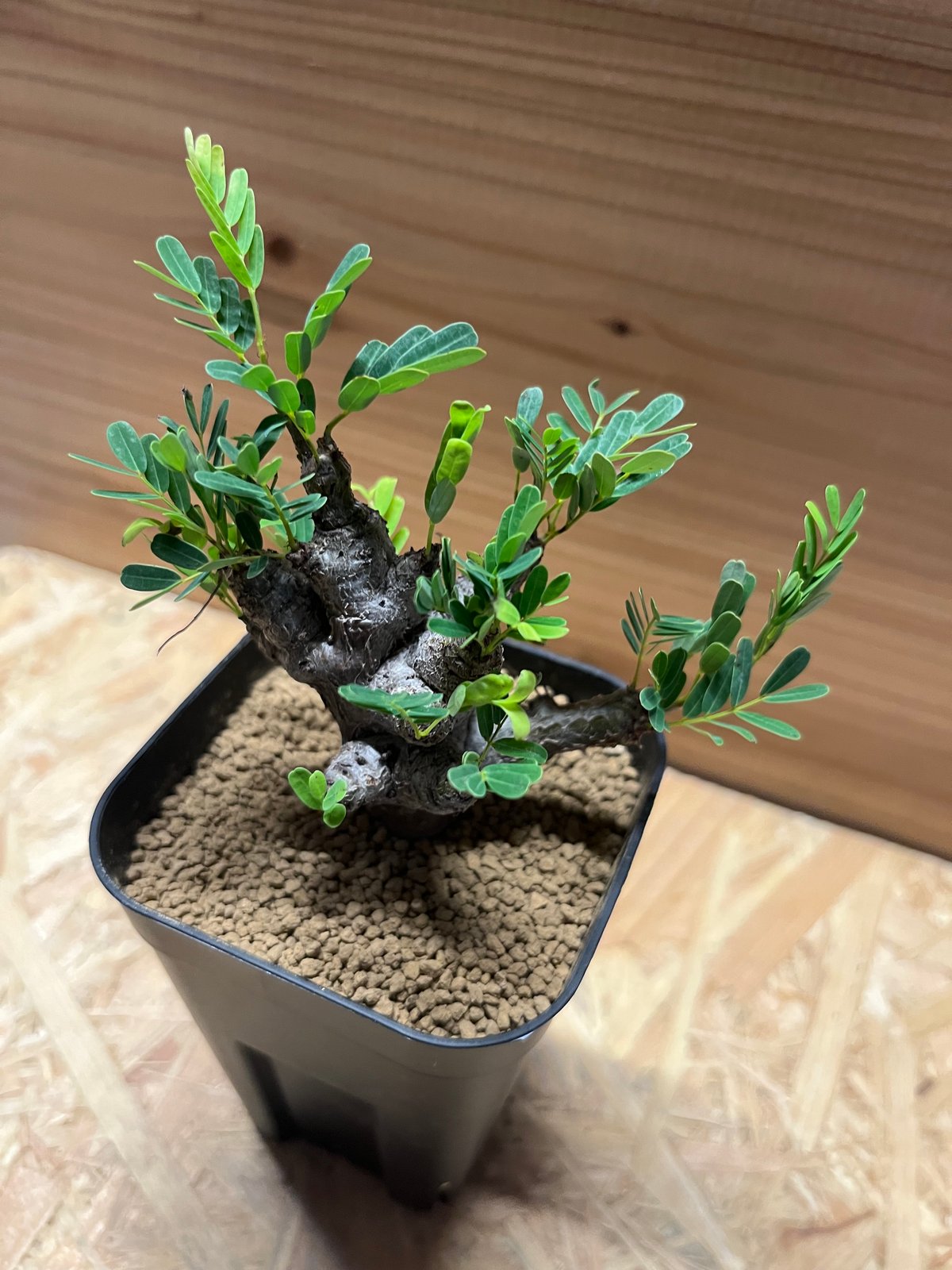 センナ メリディオナリス13 センナ・メリディオナリス | trigger センナ メリディオナリス13 センナ・メリディオナリス | trigger