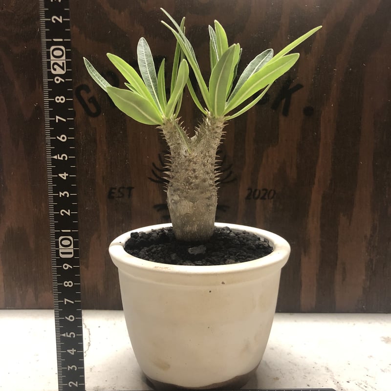 パキポディウム イノピナツム | GREEN LUCK