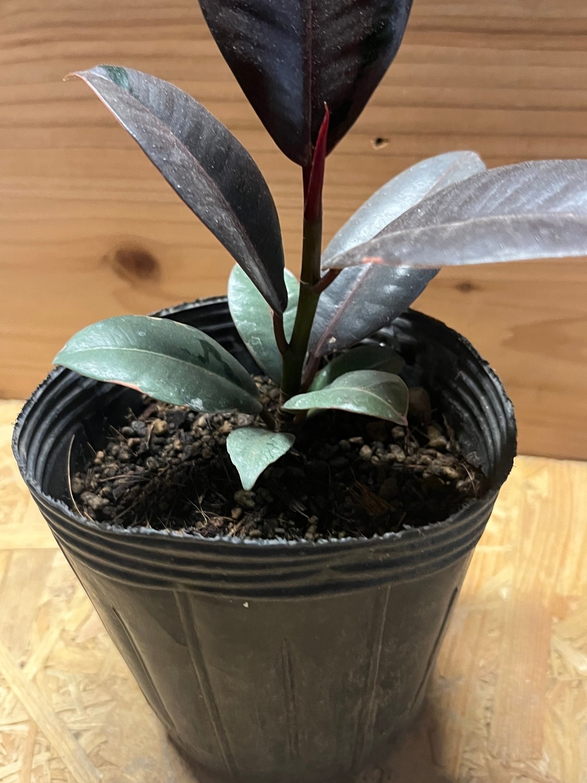 フィカス ブルールビー | GREEN LUCK