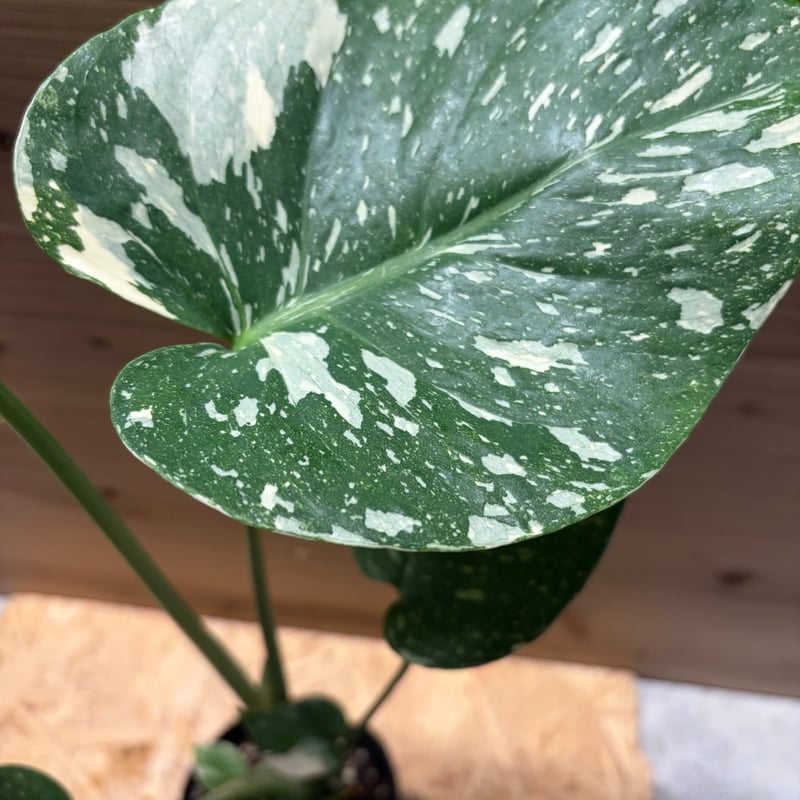 か*う様 【超希少】Monsteradeliciosa 'v'Green on か*う様 【超希少