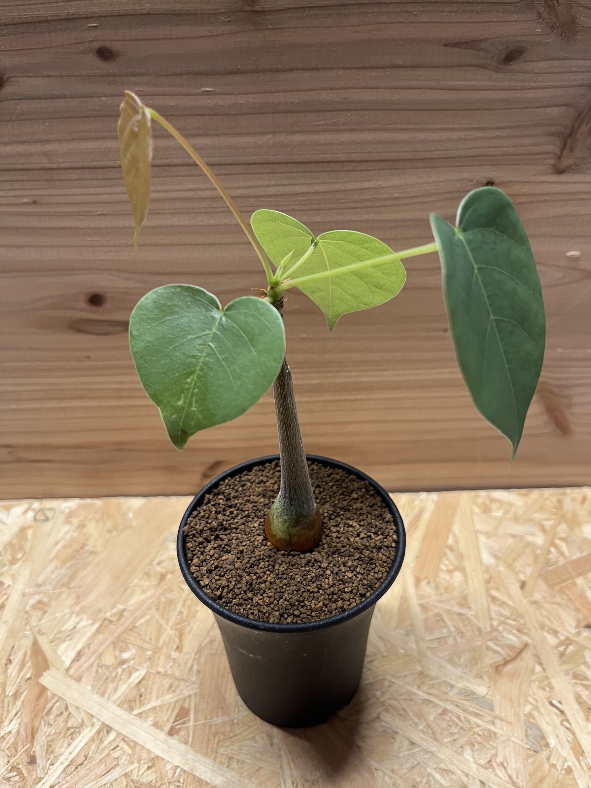 プセウドボンバックス プセウドボンバックス1 | STELLA.PLANTS