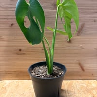 ビルベルギア スローポーク | GREEN LUCK