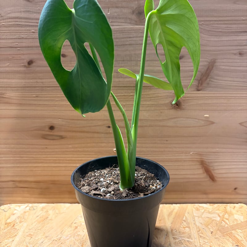 モンステラ デリシオーサ 実生変異 | GREEN LUCK