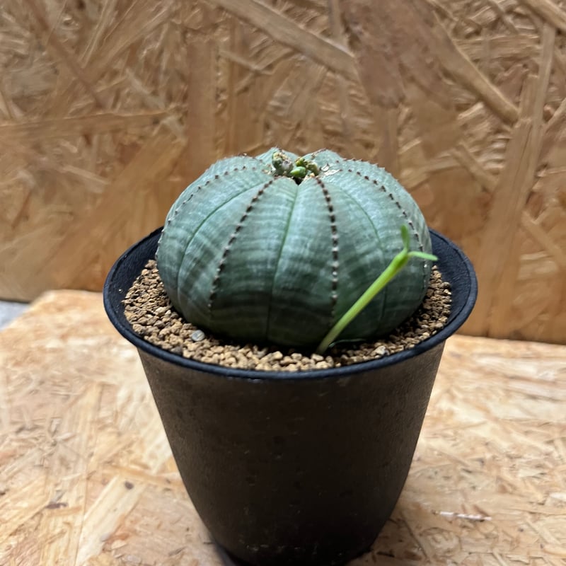 ユーフォルビア オベサ | GREEN LUCK